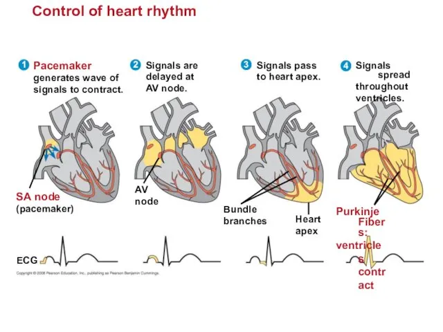 Control of heart rhythm Signals spread throughout ventricles. 4 Purkinje