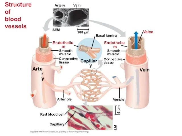 Structure of blood vessels Artery Vein SEM 100 µm Endothelium