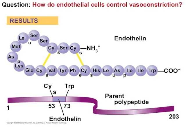 Question: How do endothelial cells control vasoconstriction? Ser RESULTS Ser