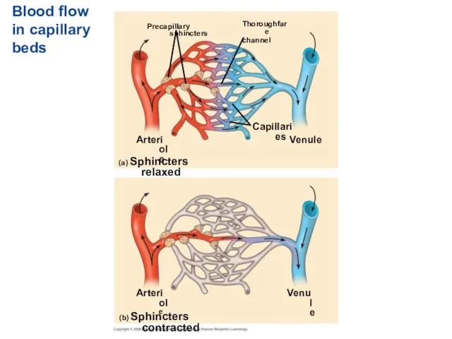 Blood flow in capillary beds Precapillary sphincters Thoroughfare channel Arteriole