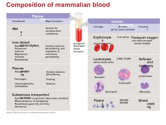 Composition of mammalian blood Plasma 55% Constituent Major functions Water