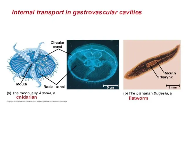 Internal transport in gastrovascular cavities Circular canal Radial canal Mouth