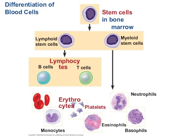 Differentiation of Blood Cells Stem cells in bone marrow Myeloid