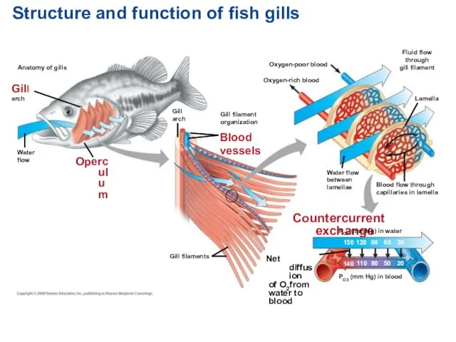 Structure and function of fish gills Anatomy of gills Gill