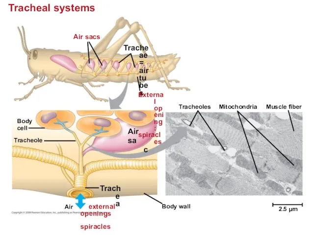 Tracheal systems Air sacs Tracheae = air tubes External opening: