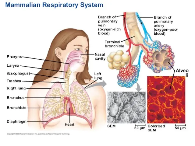 Mammalian Respiratory System Pharynx Larynx (Esophagus) Trachea Right lung Bronchus