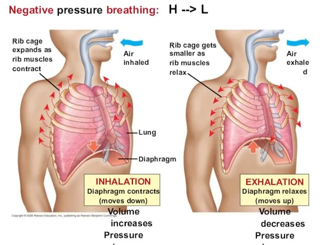 Negative pressure breathing: H --> L Lung Diaphragm Air inhaled