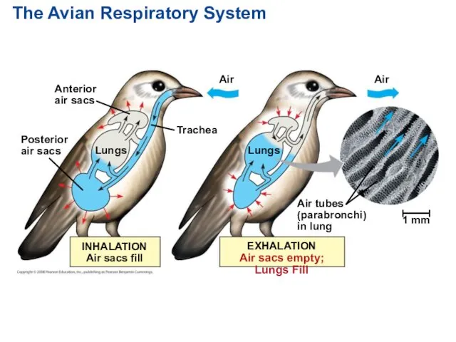 The Avian Respiratory System Anterior air sacs Posterior air sacs