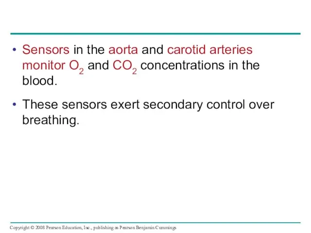 Sensors in the aorta and carotid arteries monitor O2 and