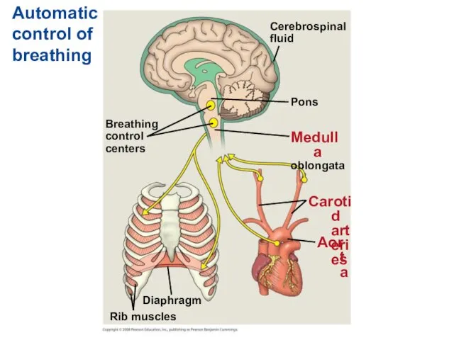 Automatic control of breathing Breathing control centers Cerebrospinal fluid Pons