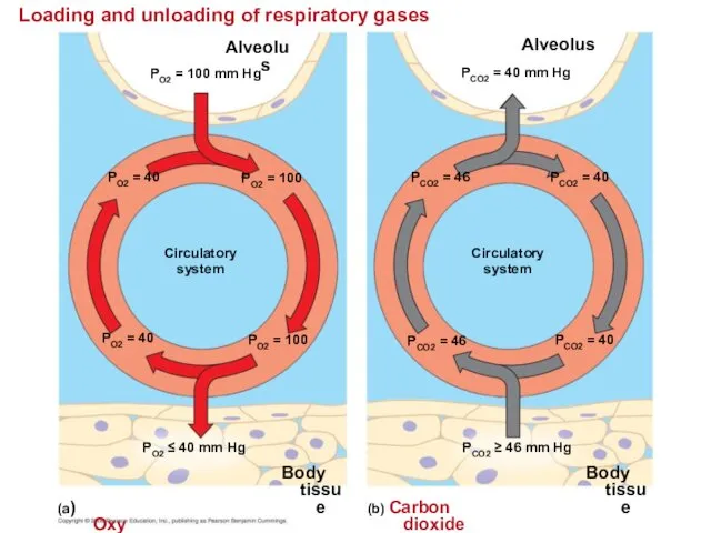 Loading and unloading of respiratory gases Alveolus PO2 = 100