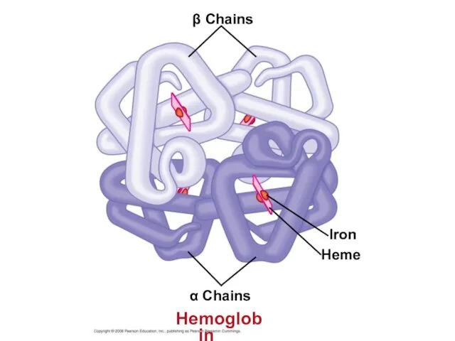 β Chains Iron Heme α Chains Hemoglobin