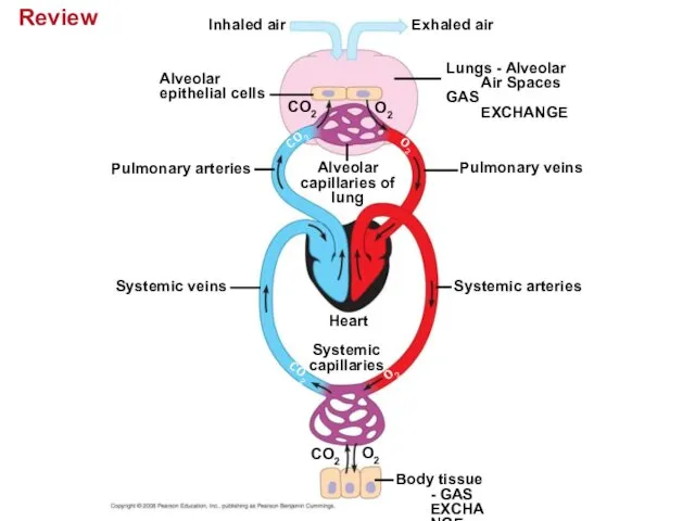 Review Inhaled air Exhaled air Alveolar epithelial cells Lungs -
