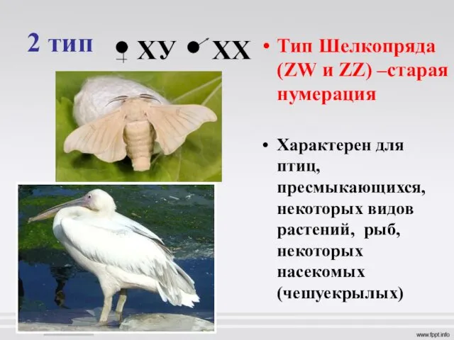 2 тип Тип Шелкопряда (ZW и ZZ) –старая нумерация Характерен для птиц, пресмыкающихся,