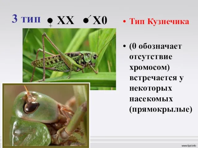 3 тип Тип Кузнечика (0 обозначает отсутствие хромосом) встречается у некоторых насекомых (прямокрылые) ХX Х0