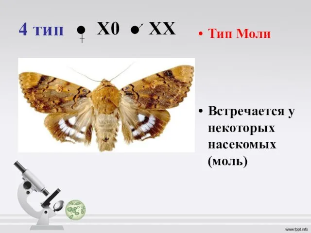 4 тип Тип Моли Встречается у некоторых насекомых (моль) Х0 ХX