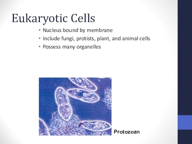 Eukaryotic Cells Nucleus bound by membrane Include fungi, protists, plant, and animal cells