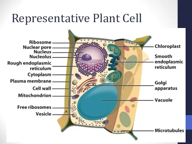 Representative Plant Cell