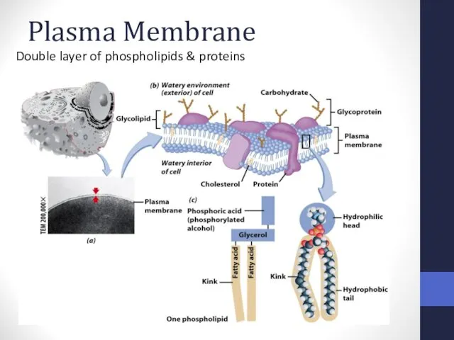 Plasma Membrane Double layer of phospholipids & proteins
