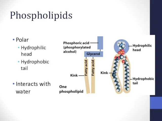 Phospholipids Polar Hydrophilic head Hydrophobic tail Interacts with water