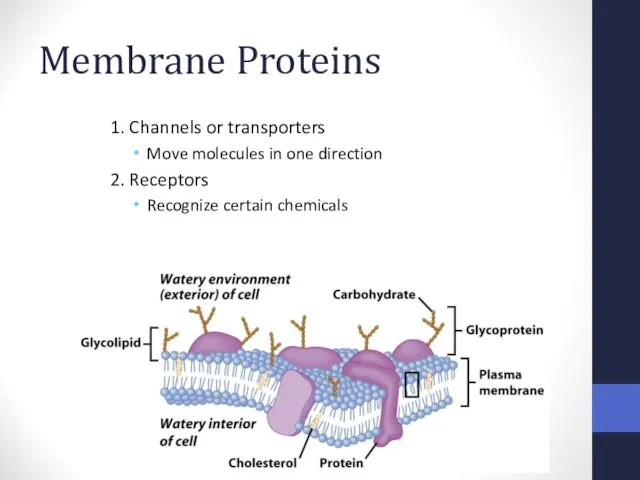 Membrane Proteins 1. Channels or transporters Move molecules in one direction 2. Receptors Recognize certain chemicals