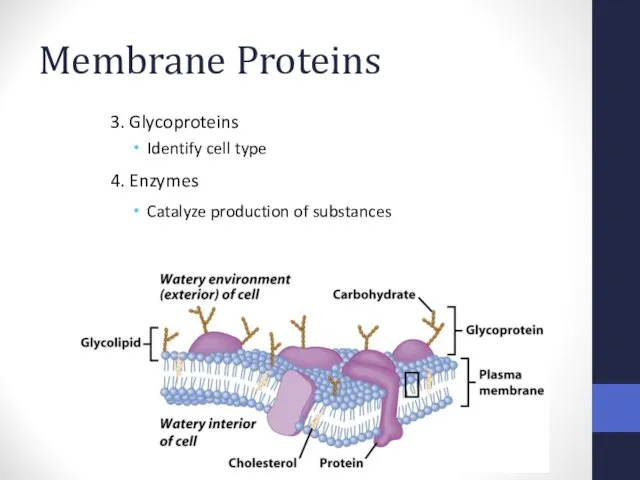 Membrane Proteins 3. Glycoproteins Identify cell type 4. Enzymes Catalyze production of substances