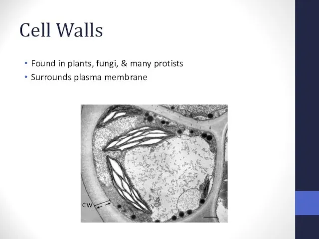 Cell Walls Found in plants, fungi, & many protists Surrounds plasma membrane