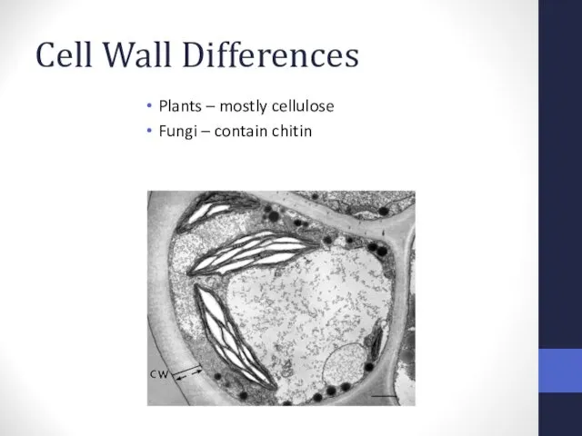 Cell Wall Differences Plants – mostly cellulose Fungi – contain chitin