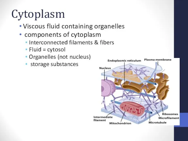 Cytoplasm Viscous fluid containing organelles components of cytoplasm Interconnected filaments & fibers Fluid