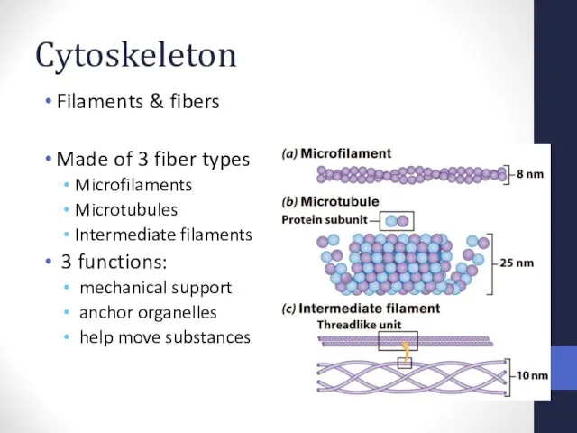 Cytoskeleton Filaments & fibers Made of 3 fiber types Microfilaments Microtubules Intermediate filaments