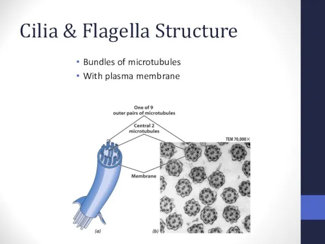 Cilia & Flagella Structure Bundles of microtubules With plasma membrane