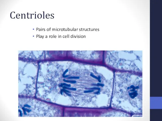 Centrioles Pairs of microtubular structures Play a role in cell division
