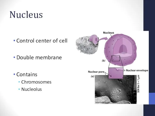 Nucleus Control center of cell Double membrane Contains Chromosomes Nucleolus