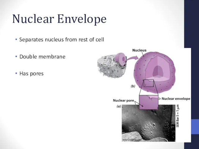 Nuclear Envelope Separates nucleus from rest of cell Double membrane Has pores