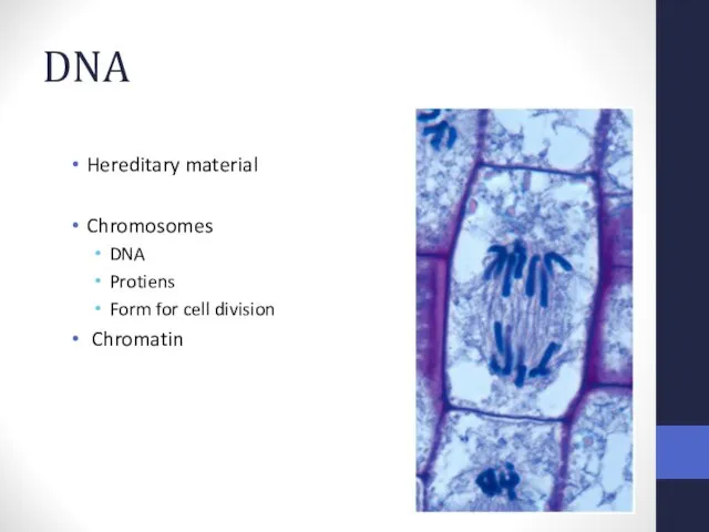 DNA Hereditary material Chromosomes DNA Protiens Form for cell division Chromatin