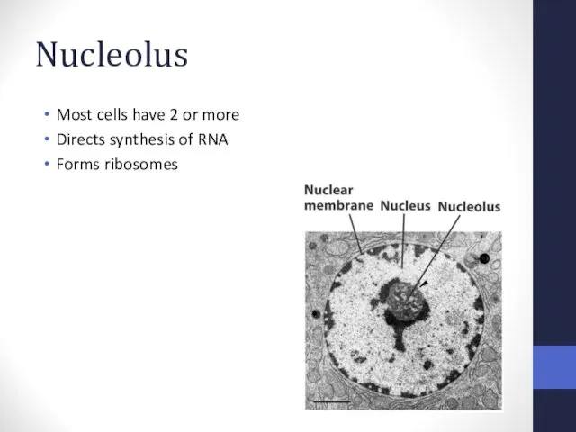 Nucleolus Most cells have 2 or more Directs synthesis of RNA Forms ribosomes