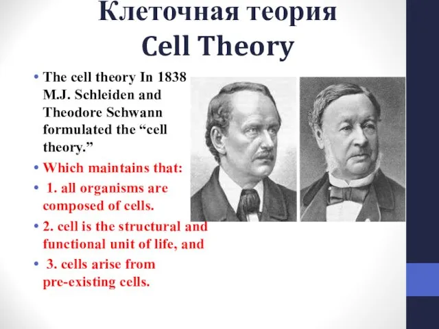 Клеточная теория Cell Theory The cell theory In 1838 M.J. Schleiden and Theodore