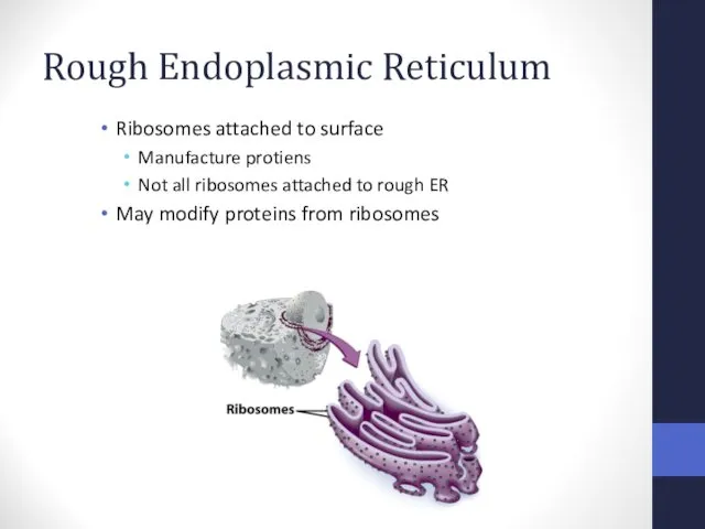 Rough Endoplasmic Reticulum Ribosomes attached to surface Manufacture protiens Not all ribosomes attached