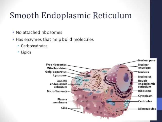Smooth Endoplasmic Reticulum No attached ribosomes Has enzymes that help build molecules Carbohydrates Lipids