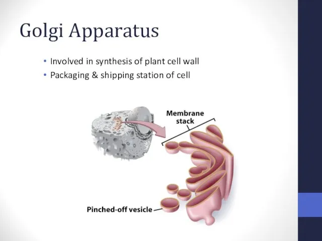 Golgi Apparatus Involved in synthesis of plant cell wall Packaging & shipping station of cell