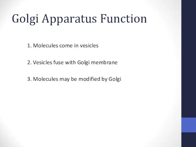 Golgi Apparatus Function 1. Molecules come in vesicles 2. Vesicles fuse with Golgi