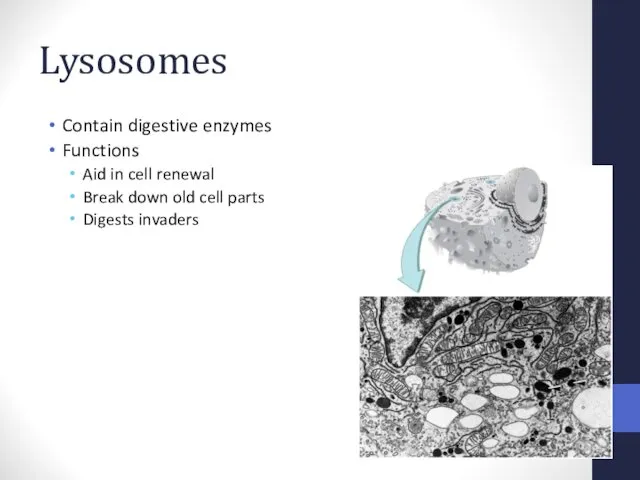 Lysosomes Contain digestive enzymes Functions Aid in cell renewal Break down old cell parts Digests invaders