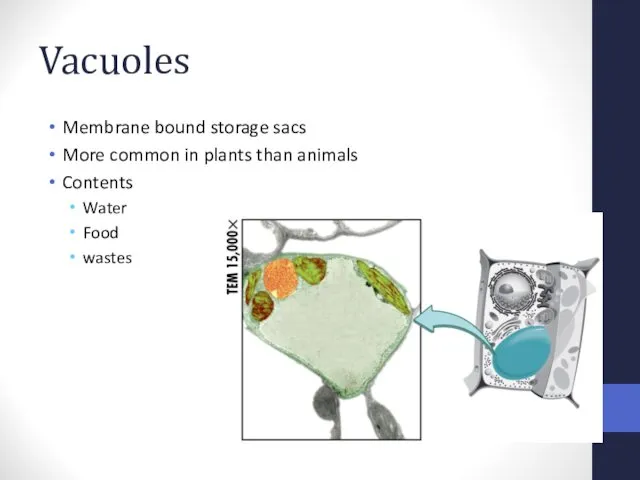 Vacuoles Membrane bound storage sacs More common in plants than animals Contents Water Food wastes