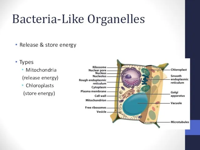 Bacteria-Like Organelles Release & store energy Types Mitochondria (release energy) Chloroplasts (store energy)