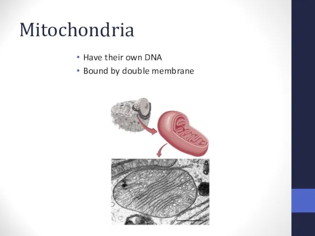 Mitochondria Have their own DNA Bound by double membrane