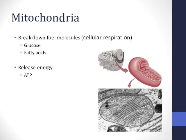 Mitochondria Break down fuel molecules (cellular respiration) Glucose Fatty acids Release energy ATP
