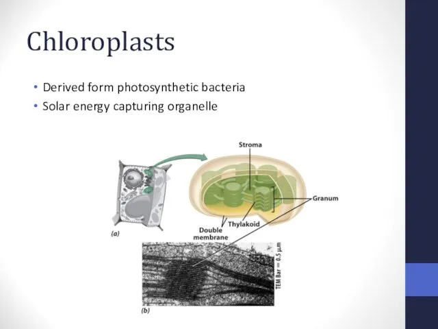 Chloroplasts Derived form photosynthetic bacteria Solar energy capturing organelle