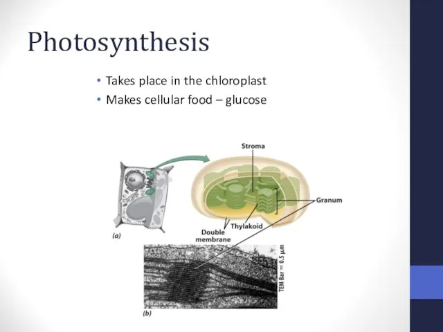 Photosynthesis Takes place in the chloroplast Makes cellular food – glucose