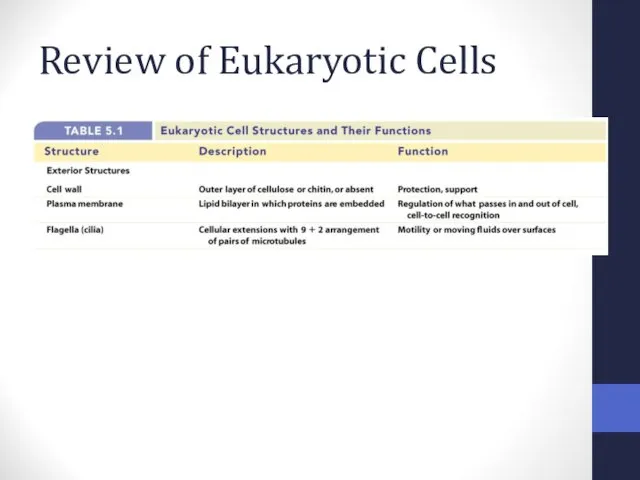 Review of Eukaryotic Cells