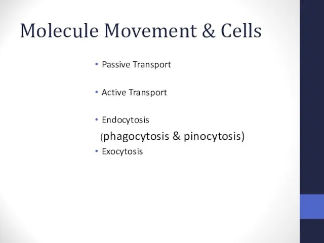Molecule Movement & Cells Passive Transport Active Transport Endocytosis (phagocytosis & pinocytosis) Exocytosis